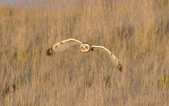 Short-eared Owl