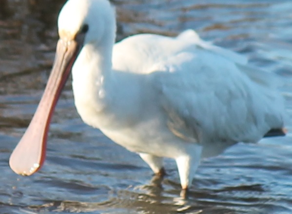 Spoonbill