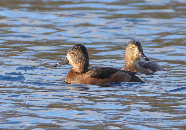 Ring-necked Duck