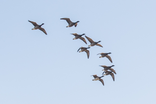 Light-bellied Brent Goose