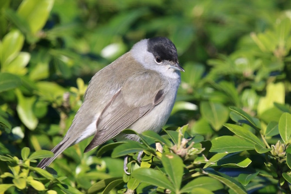 Blackcap