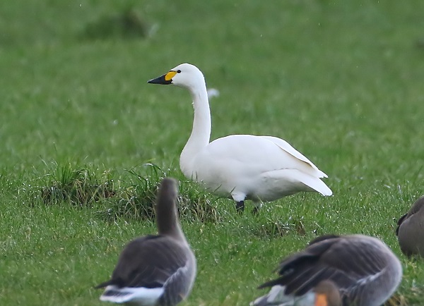 Bewick's Swan