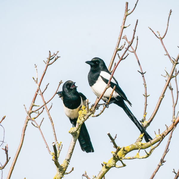 Magpie