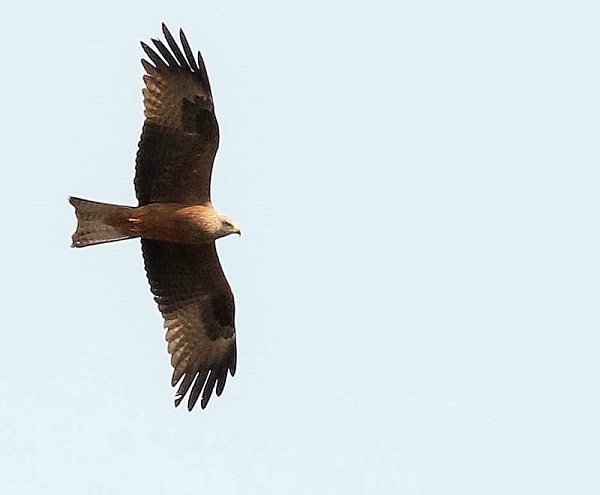 Black Kite