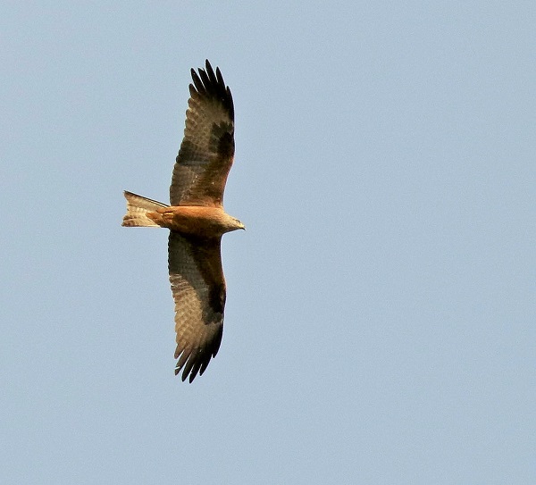 Black Kite