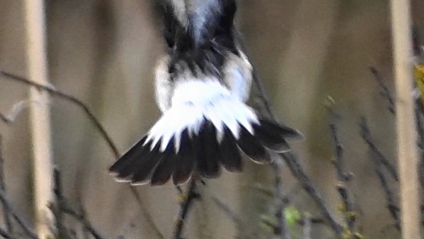 Siberian Stonechat