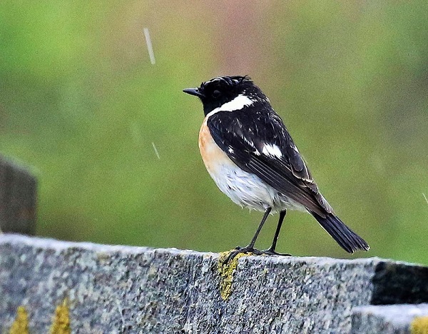 Siberian Stonechat