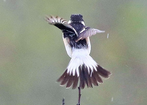 Siberian Stonechat