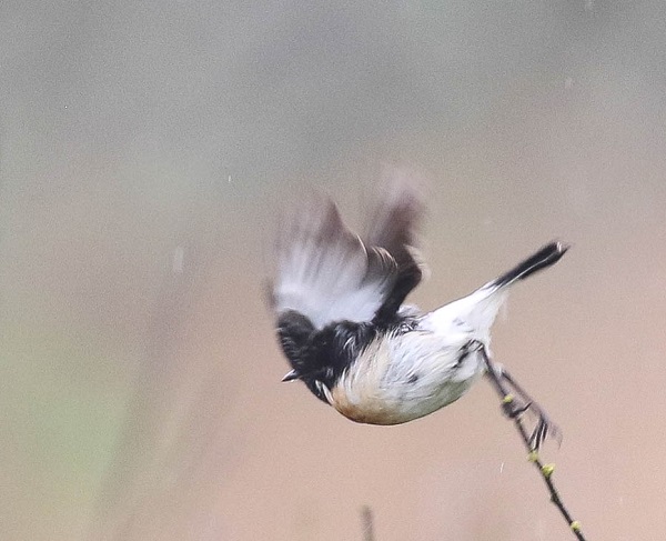 Siberian Stonechat