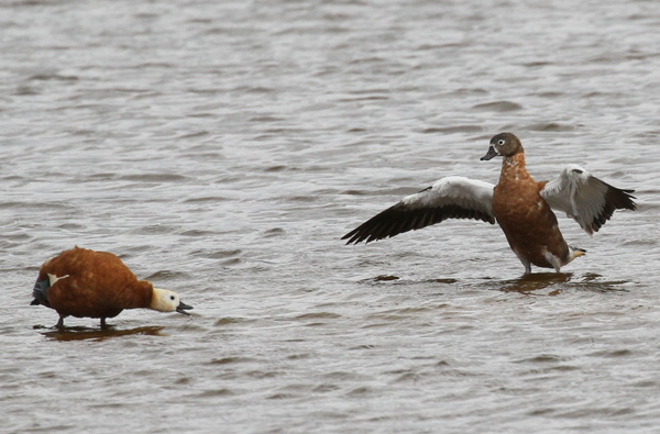 Ruddy Shelduck