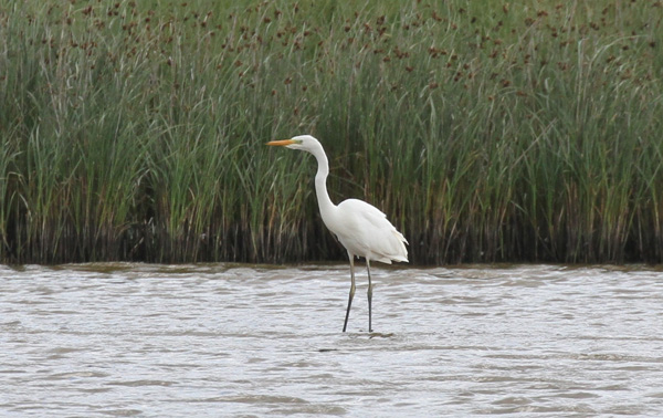 Great White Egret