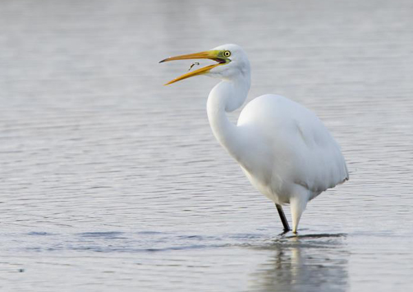 Great White Egret