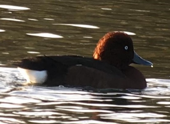 Ferruginous Duck