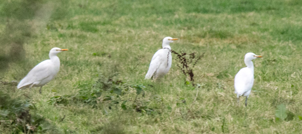 Cattle Egret