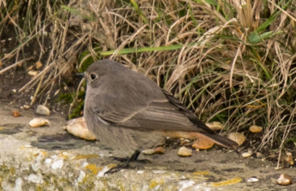 Black Redstart