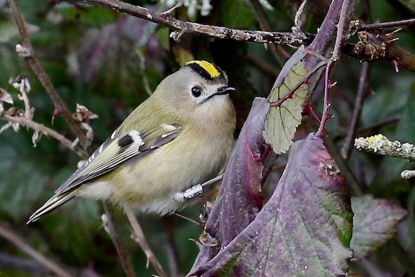 Goldcrest