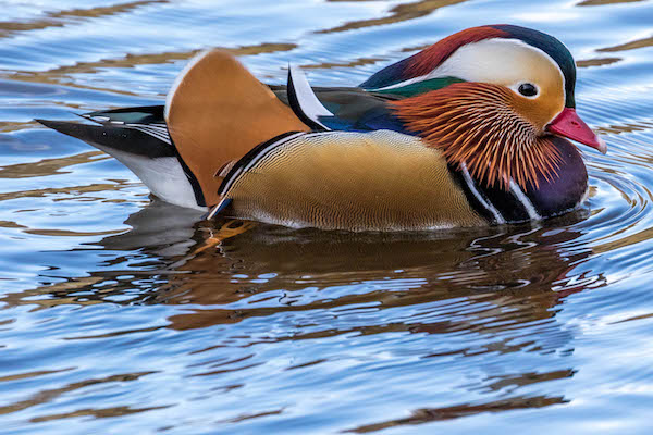 Mandarin Duck