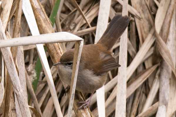 Cetti's Warbler