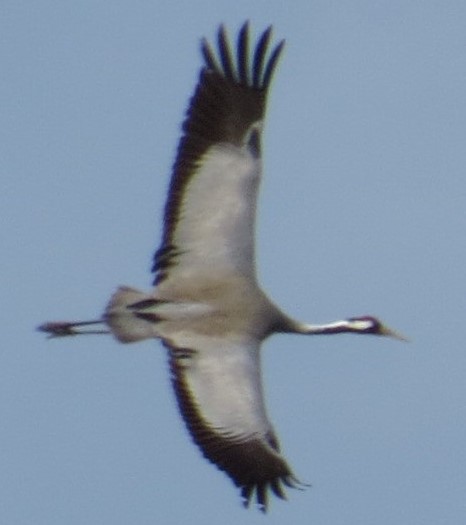 Crane