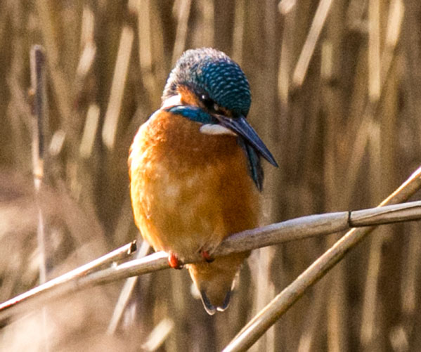 Kingfisher