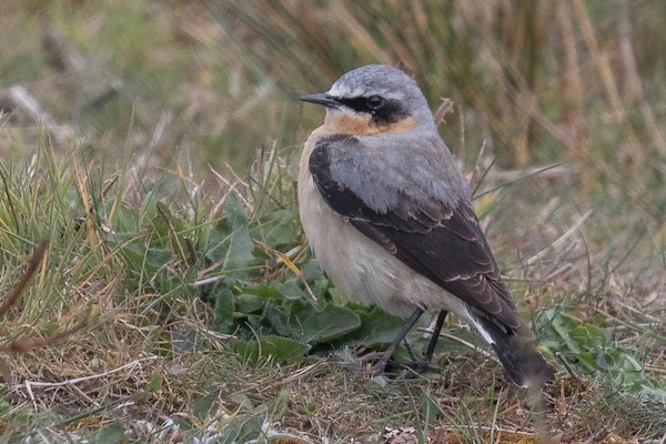 Wheatear