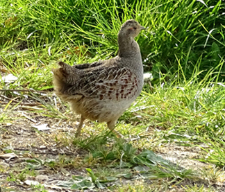 Grey Partridge