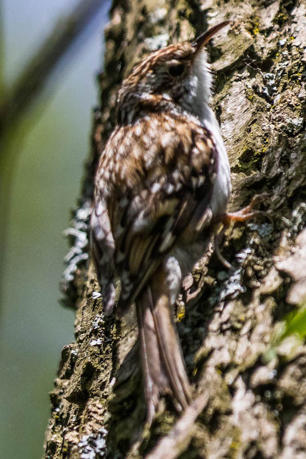 Treecreeper