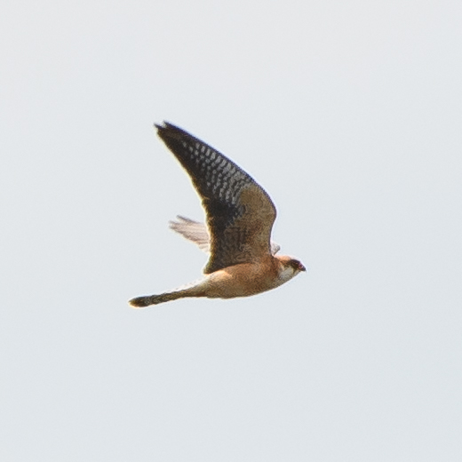 Red-footed Falcon