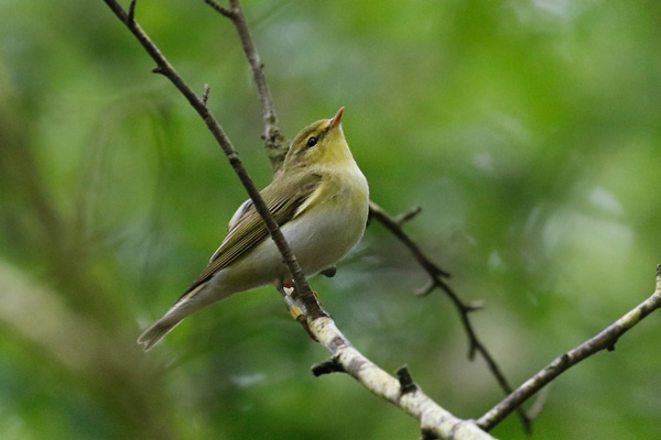 Wood Warbler