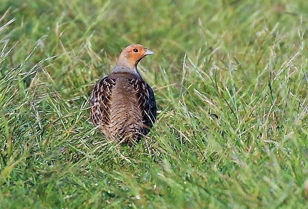 Grey Partridge