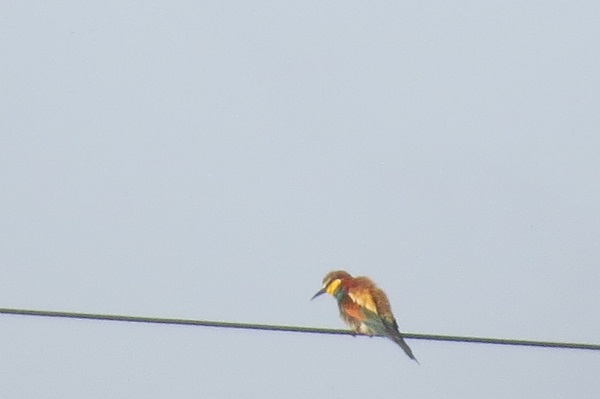 Bee-eater