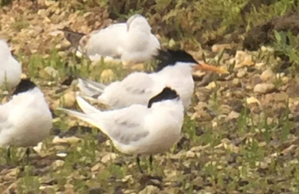 Elegant Tern