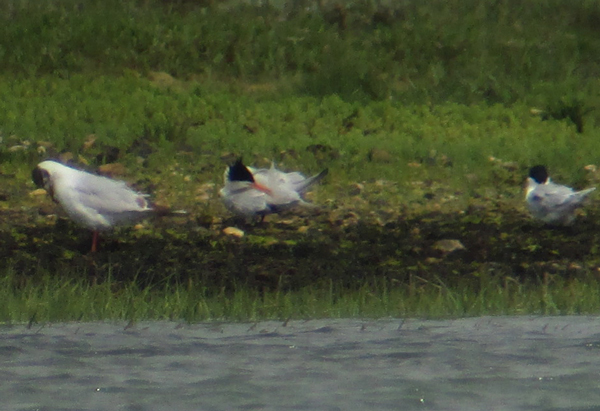 Elegant Tern