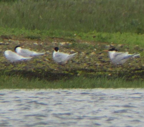 Elegant Tern