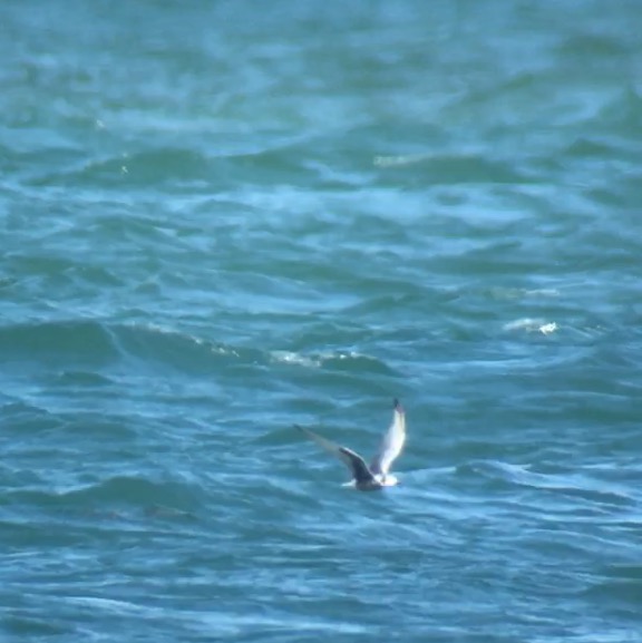 White-winged Black Tern