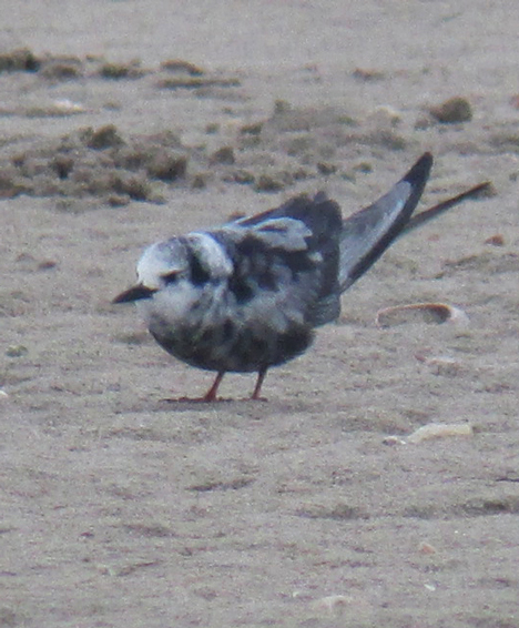 White-winged Black Tern