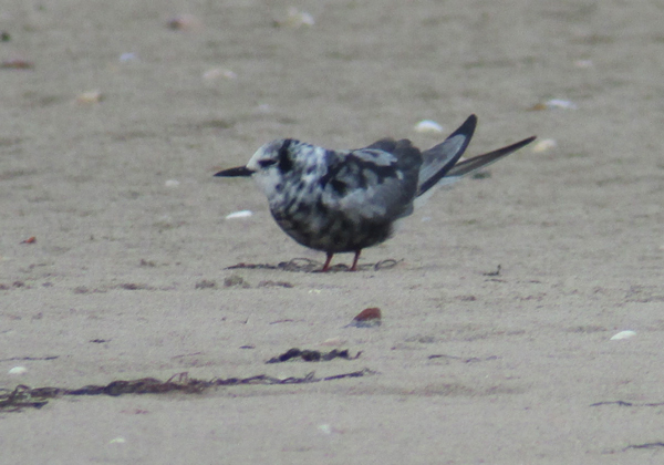 White-winged Black Tern