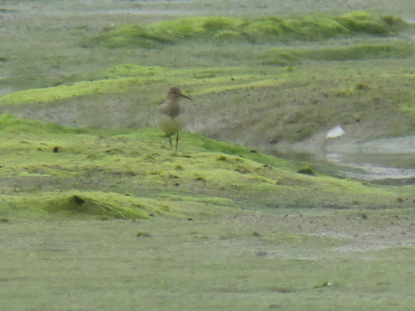 Pectoral Sandpiper