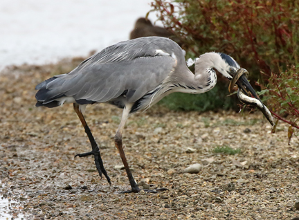 Grey Heron