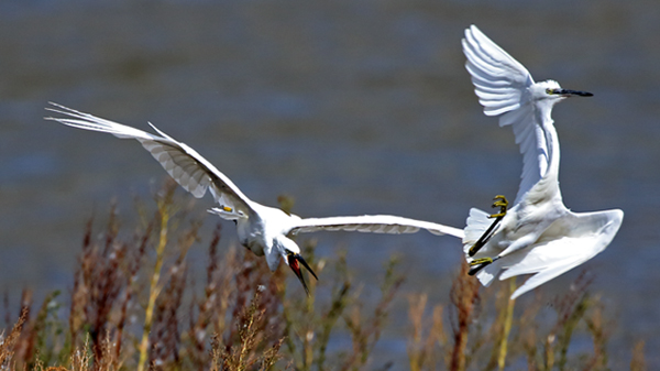 Little Egret