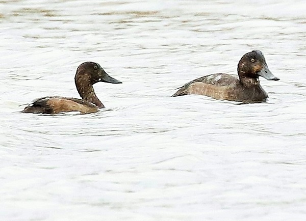 Scaup