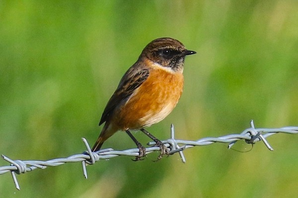 Stonechat