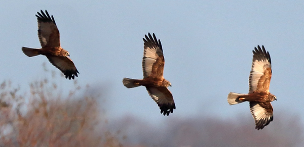 Marsh Harrier