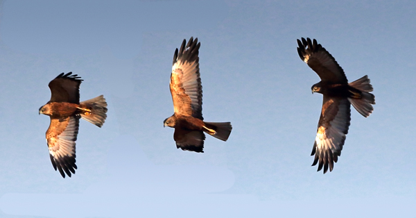 Marsh Harrier