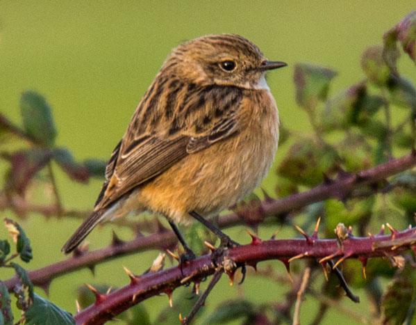 Stonechat