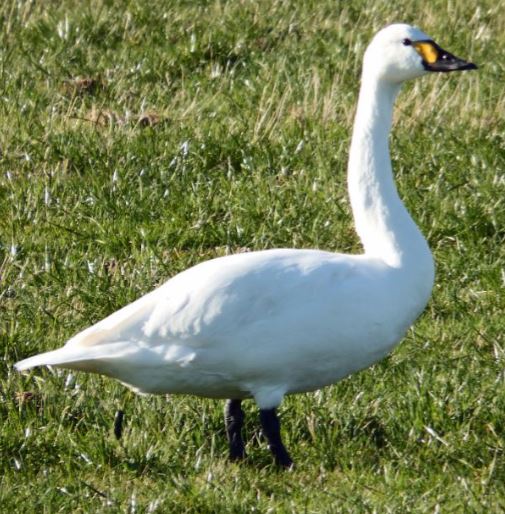 Bewick's Swan