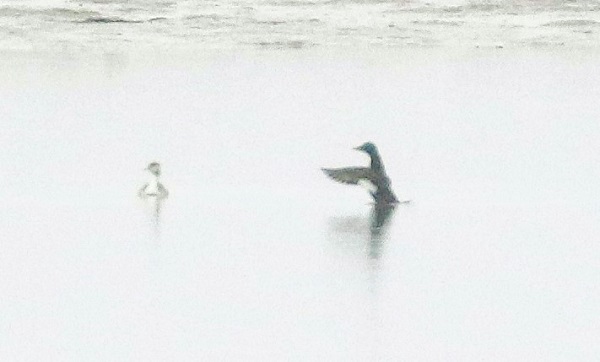 Velvet Scoter