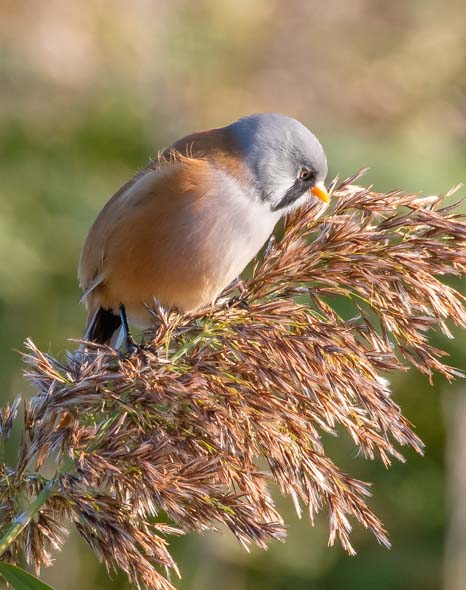 Bearded Tit