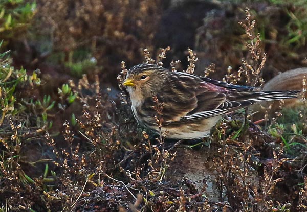 Twite