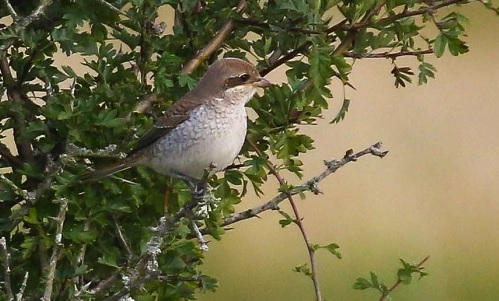 Red-backed Shrike